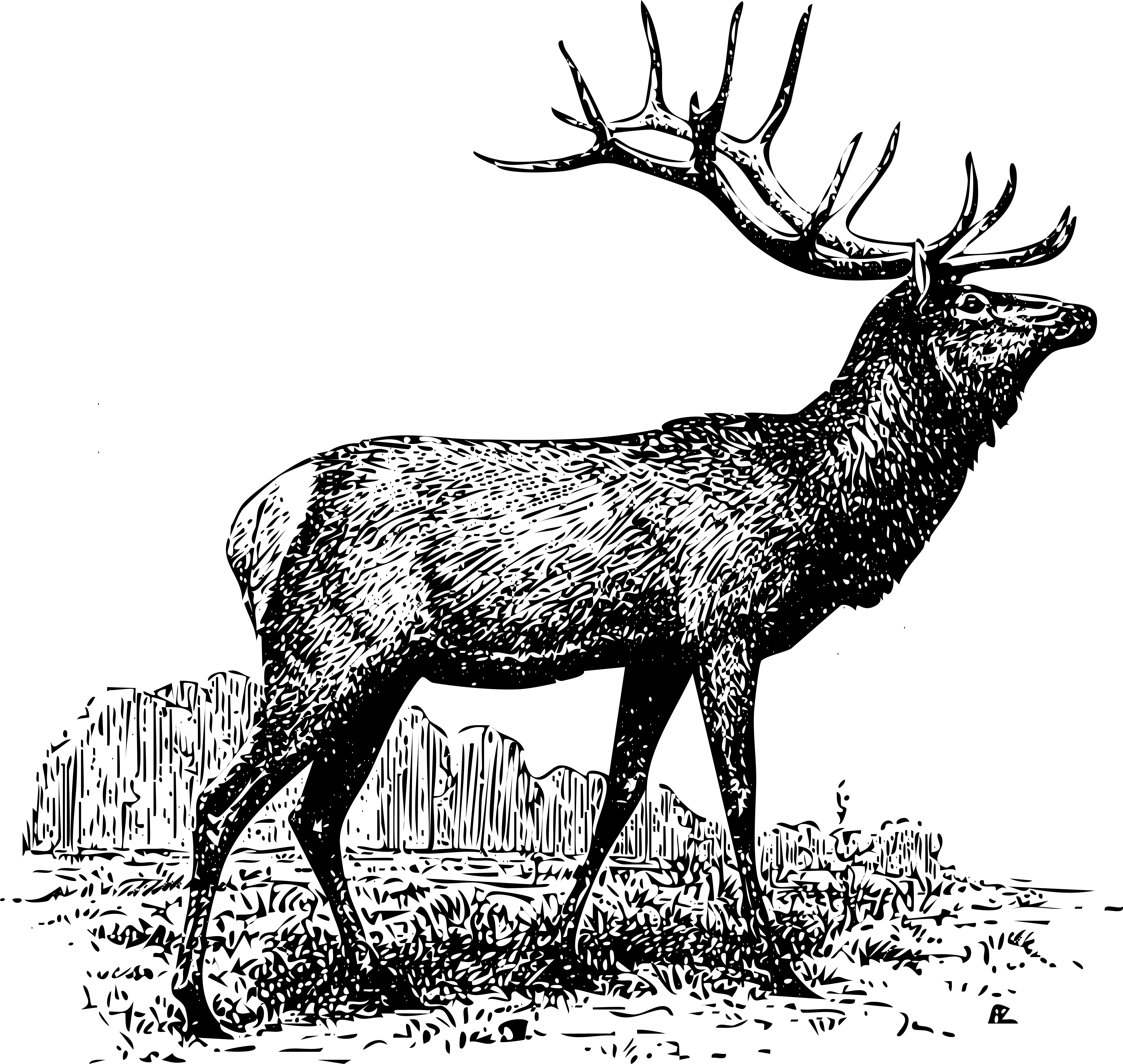 Black and white illustration of a elk with large antlers in a natural setting.