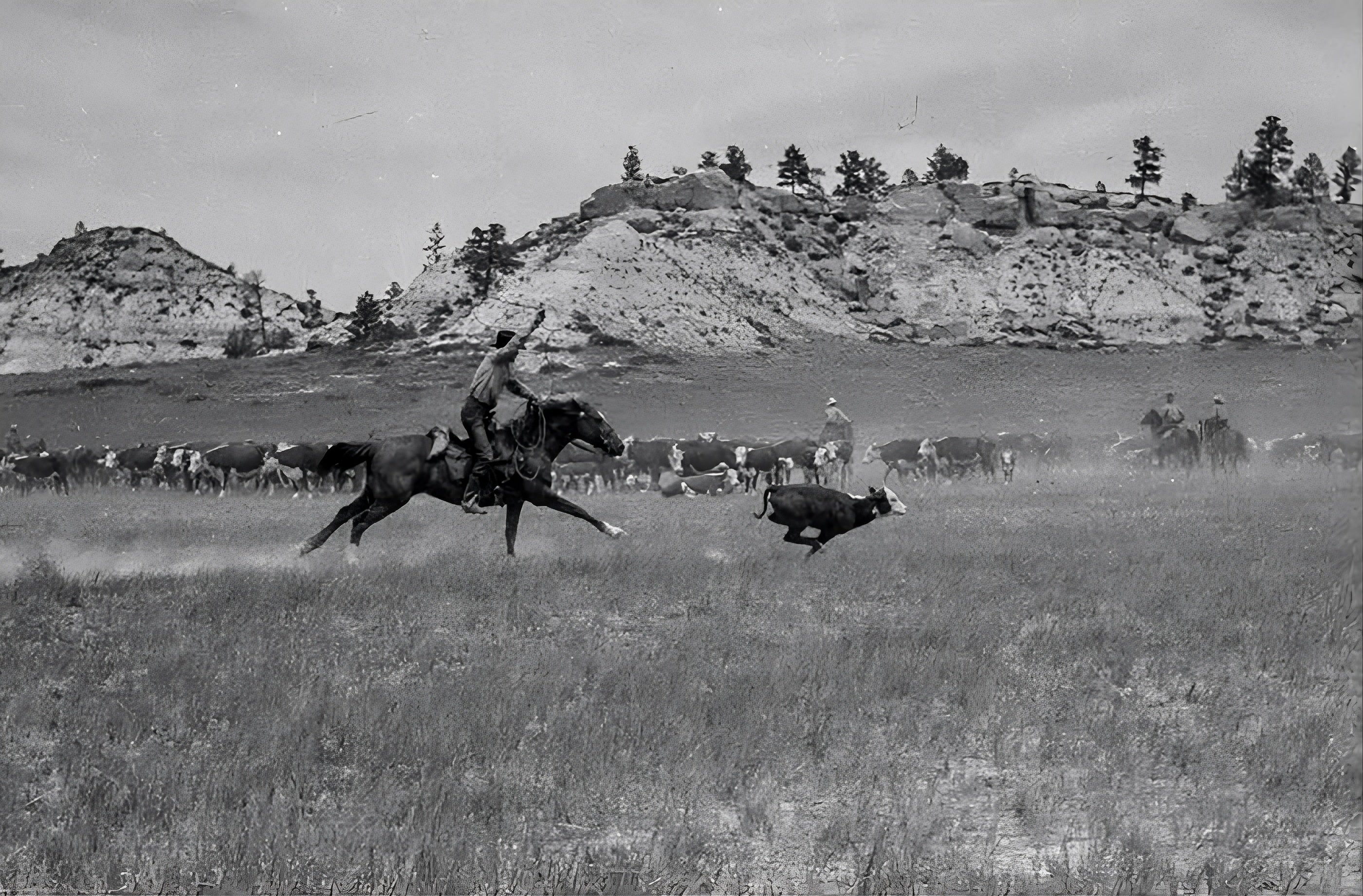 Cowboy on horseback chasing a cow in a field with mountains in the background